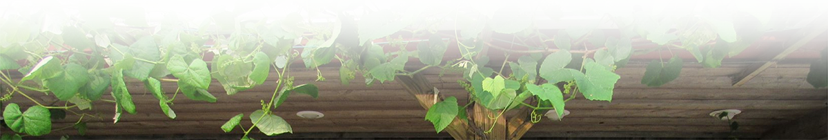 ivy background